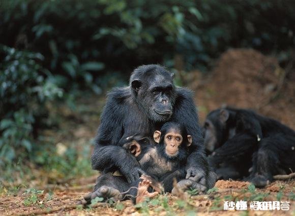 人类有哪些超越其他生物的身体优势