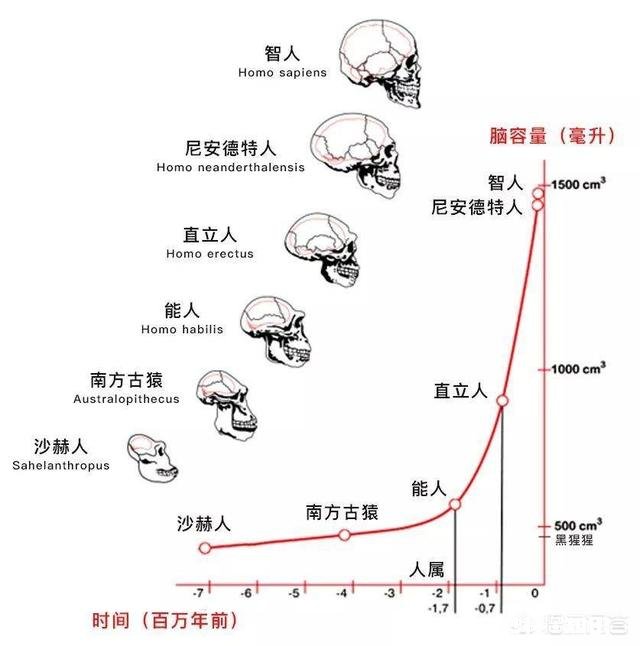 人类有哪些超越其他生物的身体优势