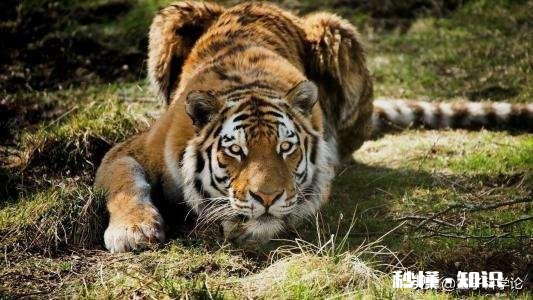 人类有哪些超越其他生物的身体优势