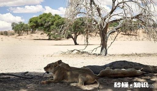 人类有哪些超越其他生物的身体优势