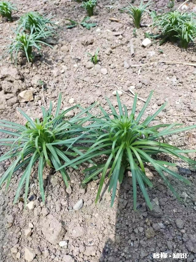 最近，你家在种植哪些作物分享一下场景好吗