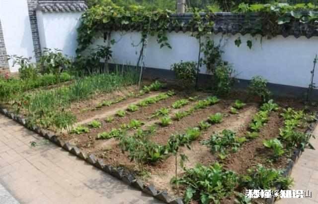 最近，你家在种植哪些作物分享一下场景好吗