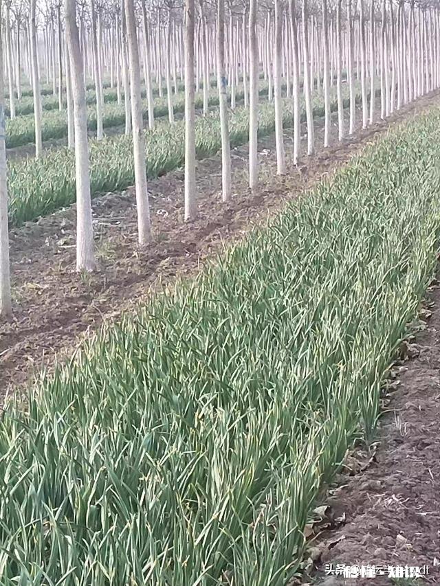 最近，你家在种植哪些作物分享一下场景好吗