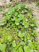 最近，你家在种植哪些作物分享一下场景好吗