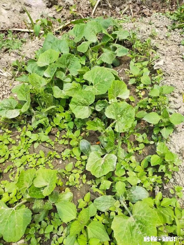 最近，你家在种植哪些作物分享一下场景好吗