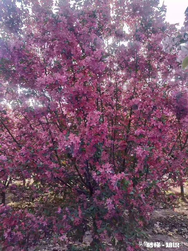 最近，你家在种植哪些作物分享一下场景好吗