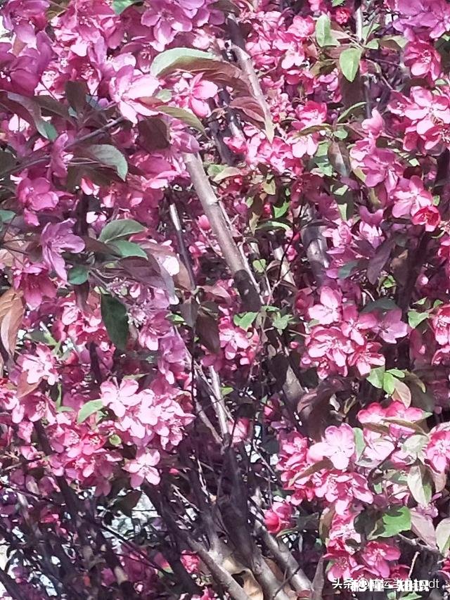 最近，你家在种植哪些作物分享一下场景好吗