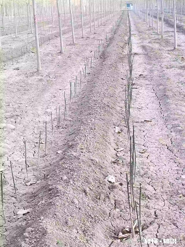 最近，你家在种植哪些作物分享一下场景好吗