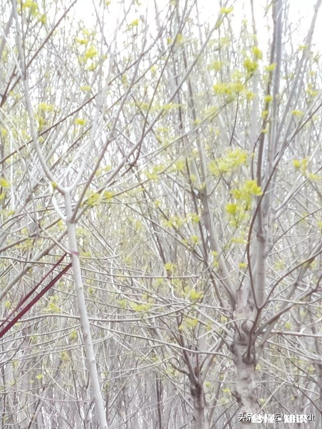 最近，你家在种植哪些作物分享一下场景好吗