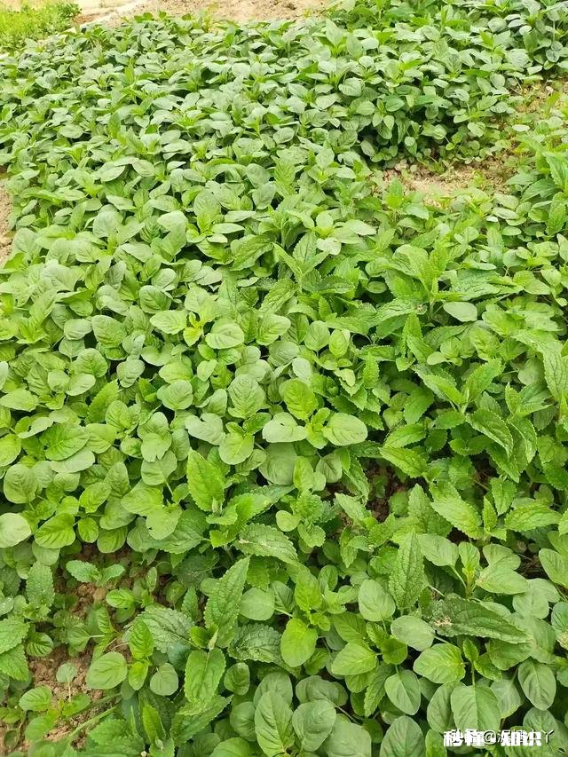 最近，你家在种植哪些作物分享一下场景好吗