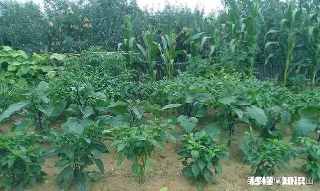 最近，你家在种植哪些作物分享一下场景好吗