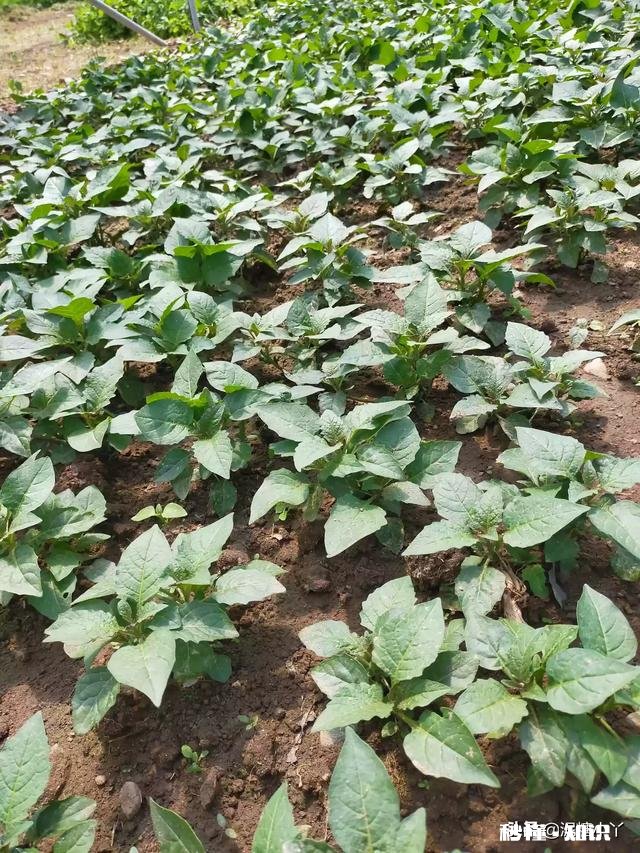 最近，你家在种植哪些作物分享一下场景好吗