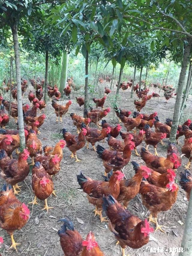 最近，你家在种植哪些作物分享一下场景好吗