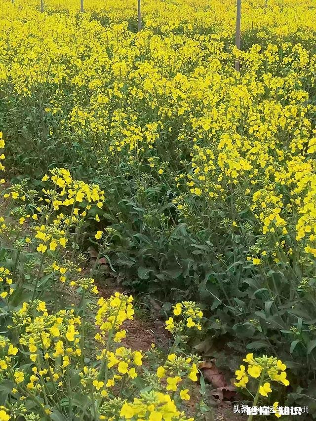 最近，你家在种植哪些作物分享一下场景好吗