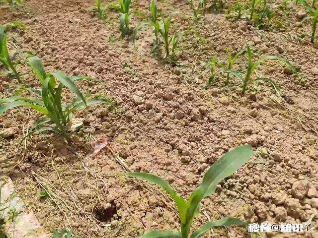 最近，你家在种植哪些作物分享一下场景好吗