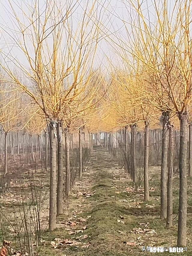 最近，你家在种植哪些作物分享一下场景好吗