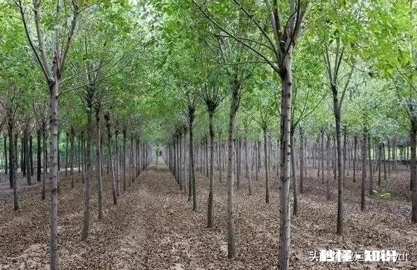 最近，你家在种植哪些作物分享一下场景好吗