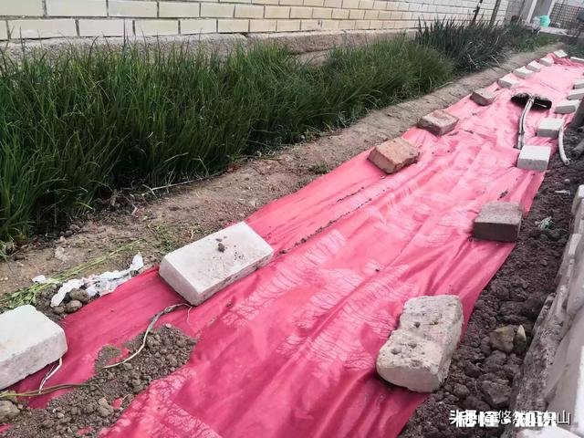 最近，你家在种植哪些作物分享一下场景好吗