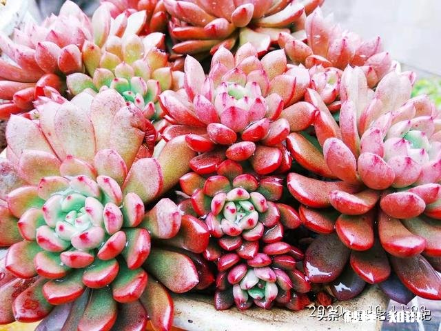 你家有多少盆植物都怎么摆放的