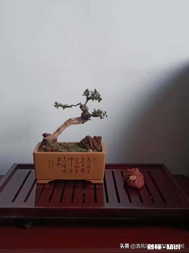 你家有多少盆植物都怎么摆放的