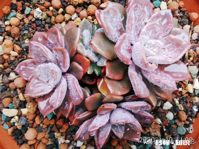 你家有多少盆植物都怎么摆放的