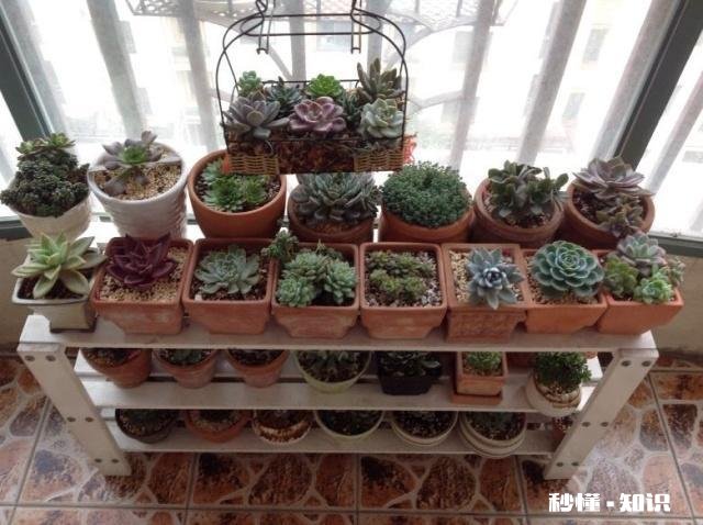 你家有多少盆植物都怎么摆放的