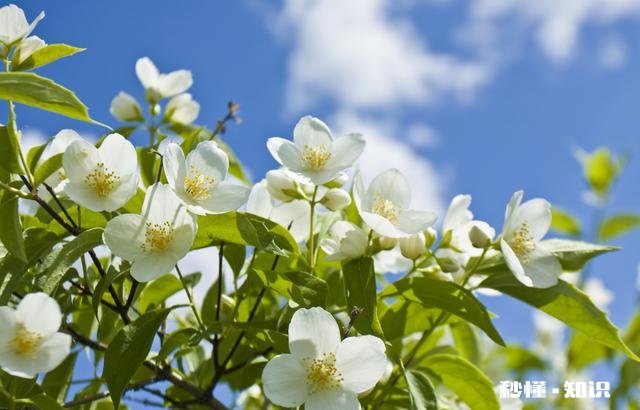 你家有多少盆植物都怎么摆放的
