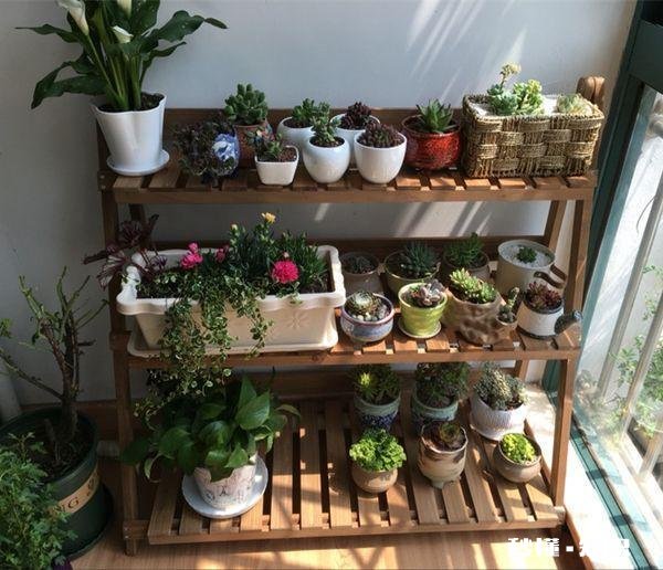 你家有多少盆植物都怎么摆放的