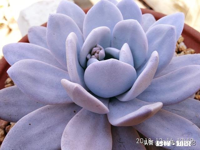 你家有多少盆植物都怎么摆放的