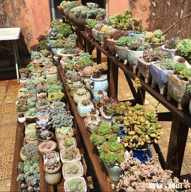 你家有多少盆植物都怎么摆放的