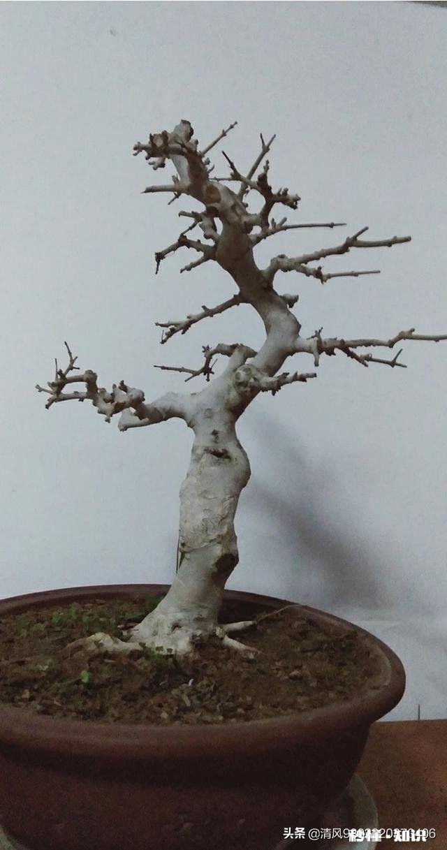 你家有多少盆植物都怎么摆放的