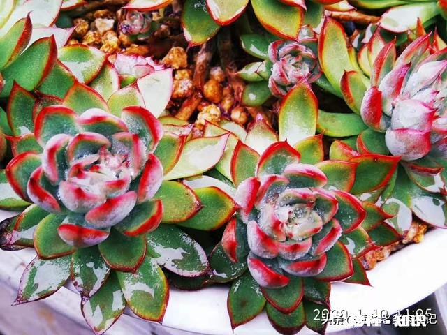 你家有多少盆植物都怎么摆放的