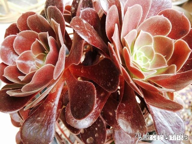 你家有多少盆植物都怎么摆放的