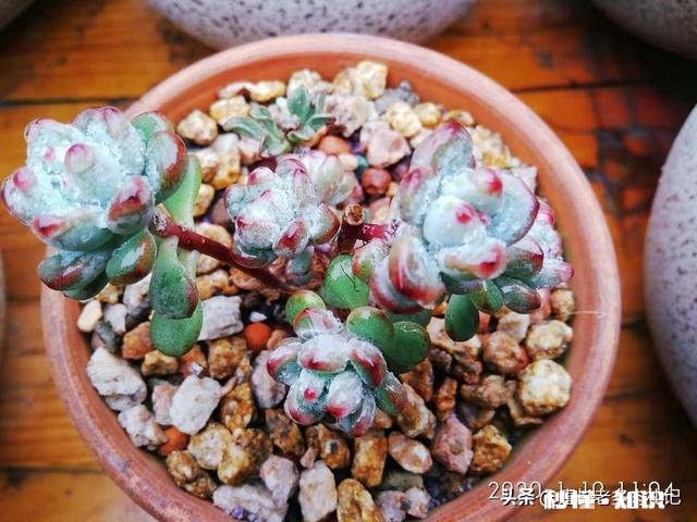 你家有多少盆植物都怎么摆放的