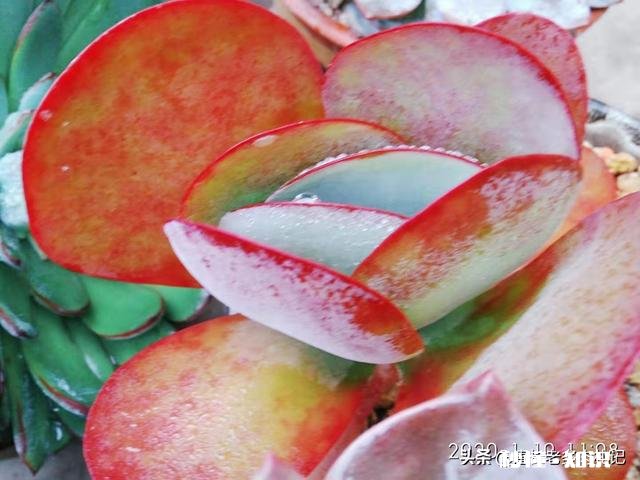 你家有多少盆植物都怎么摆放的