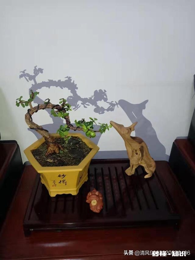 你家有多少盆植物都怎么摆放的