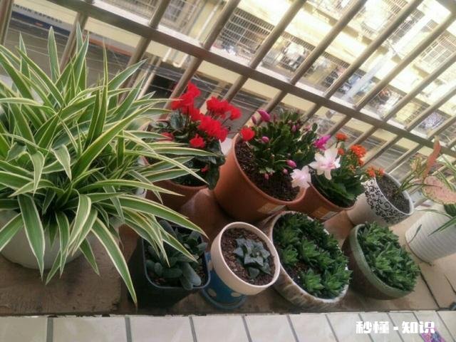 你家有多少盆植物都怎么摆放的