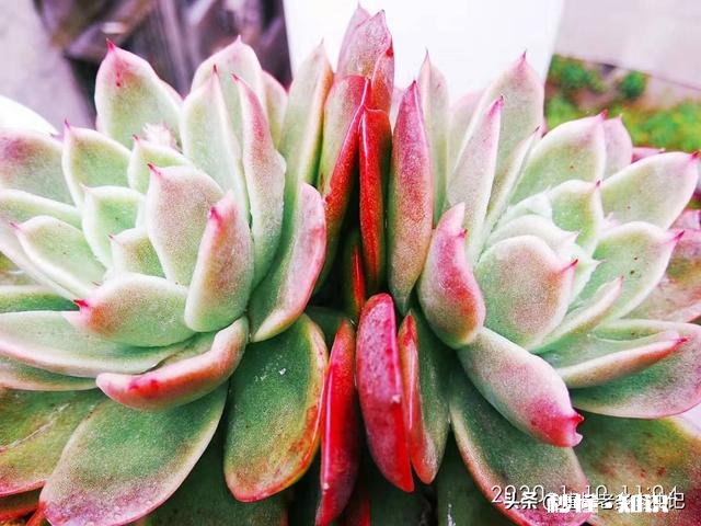 你家有多少盆植物都怎么摆放的