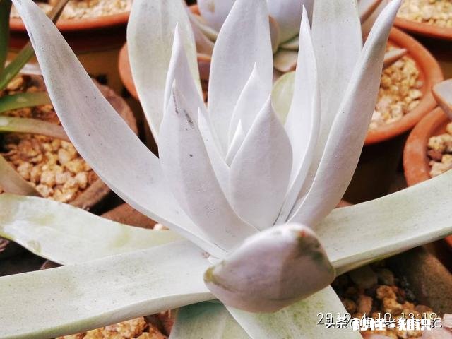 你家有多少盆植物都怎么摆放的