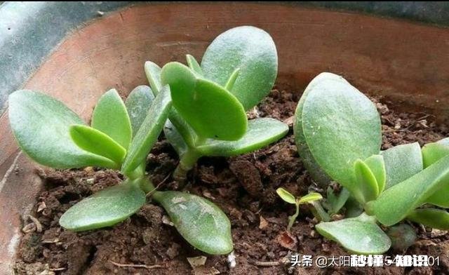 玉树扦插一个多月叶子还是软软的，还没有服盆是怎么回事