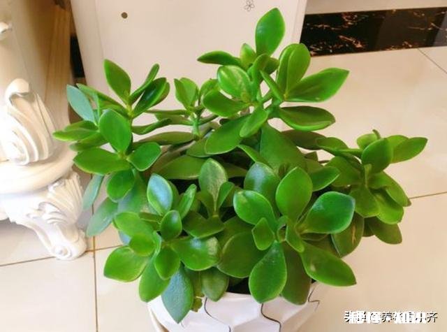 玉树扦插一个多月叶子还是软软的，还没有服盆是怎么回事