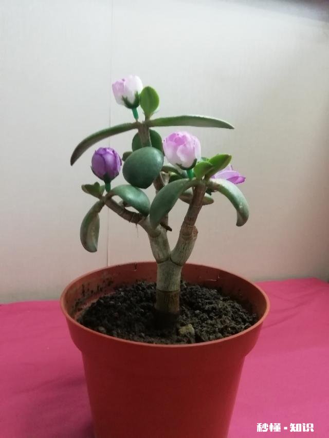 玉树扦插一个多月叶子还是软软的，还没有服盆是怎么回事