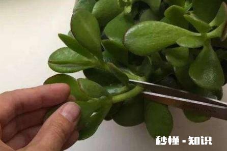 玉树扦插一个多月叶子还是软软的，还没有服盆是怎么回事