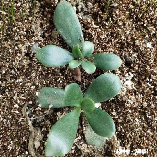 玉树扦插一个多月叶子还是软软的，还没有服盆是怎么回事