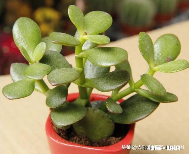 玉树扦插一个多月叶子还是软软的，还没有服盆是怎么回事