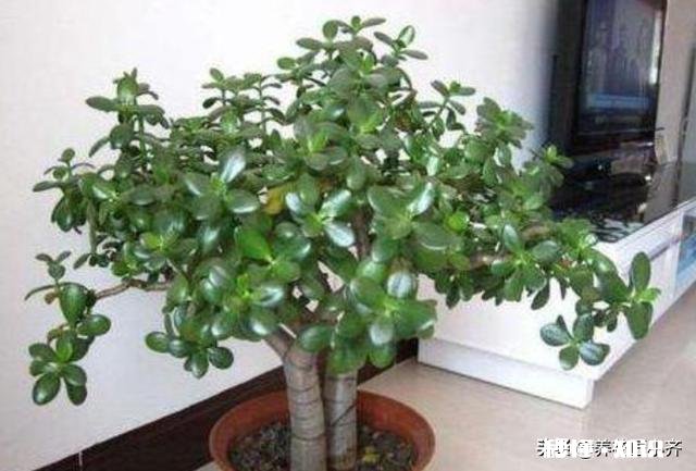 玉树扦插一个多月叶子还是软软的，还没有服盆是怎么回事