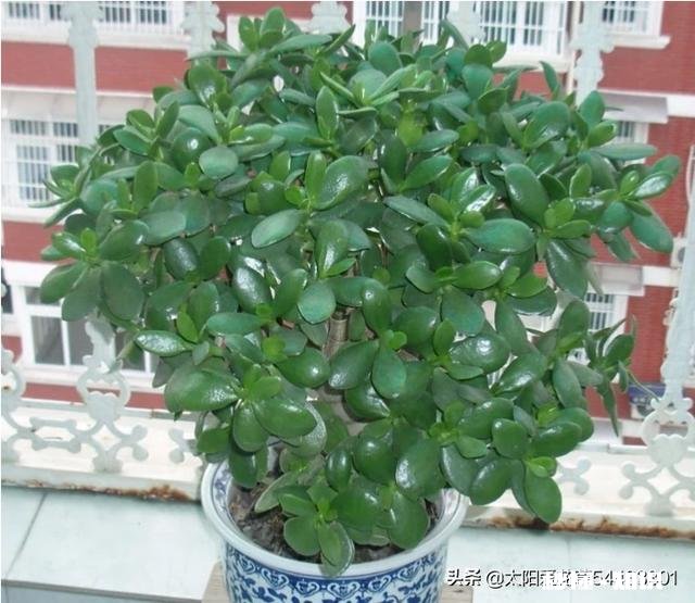 玉树扦插一个多月叶子还是软软的，还没有服盆是怎么回事