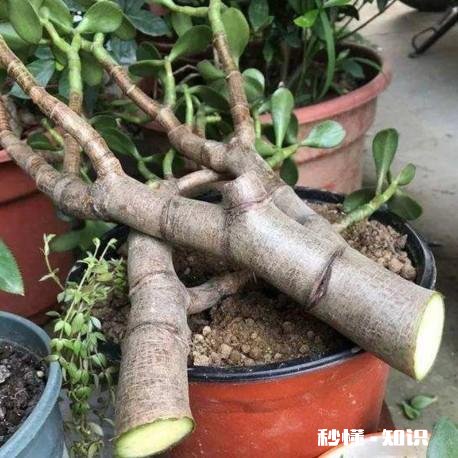 玉树扦插一个多月叶子还是软软的，还没有服盆是怎么回事