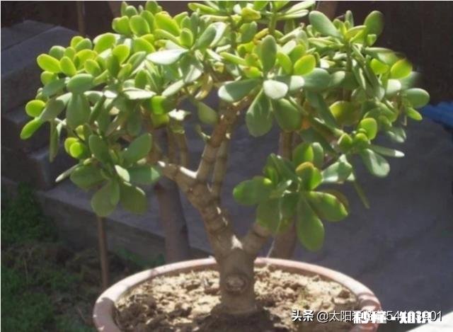 玉树扦插一个多月叶子还是软软的，还没有服盆是怎么回事