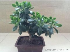 玉树扦插一个多月叶子还是软软的，还没有服盆是怎么回事